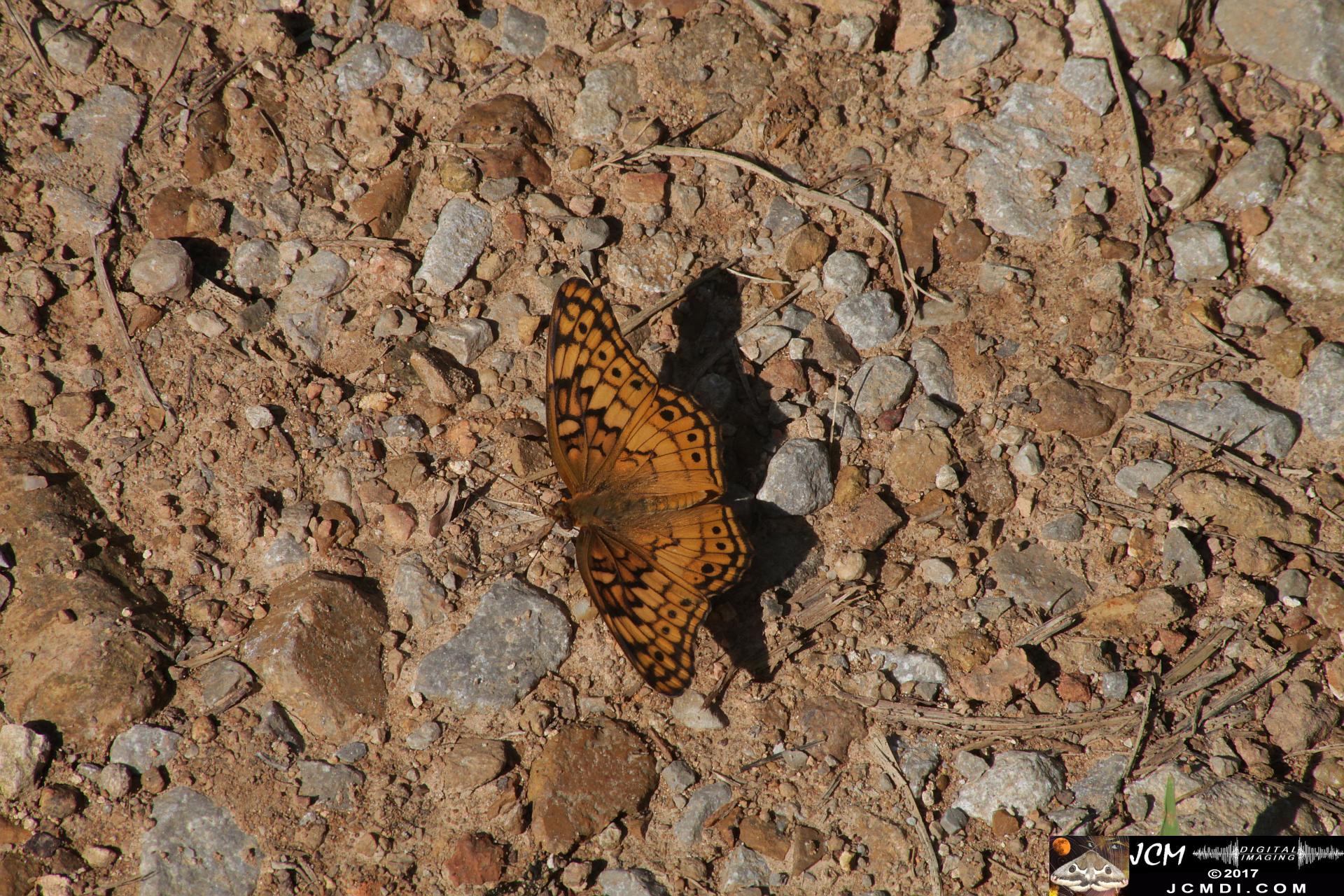 Variegated Fritillary feeding on road